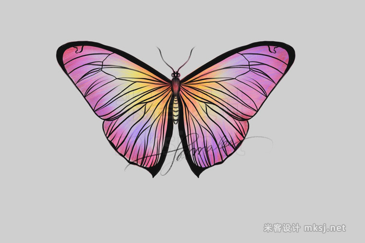 8款艺术蝴蝶procreate笔刷 Butterfly Procreate Stamps Brush